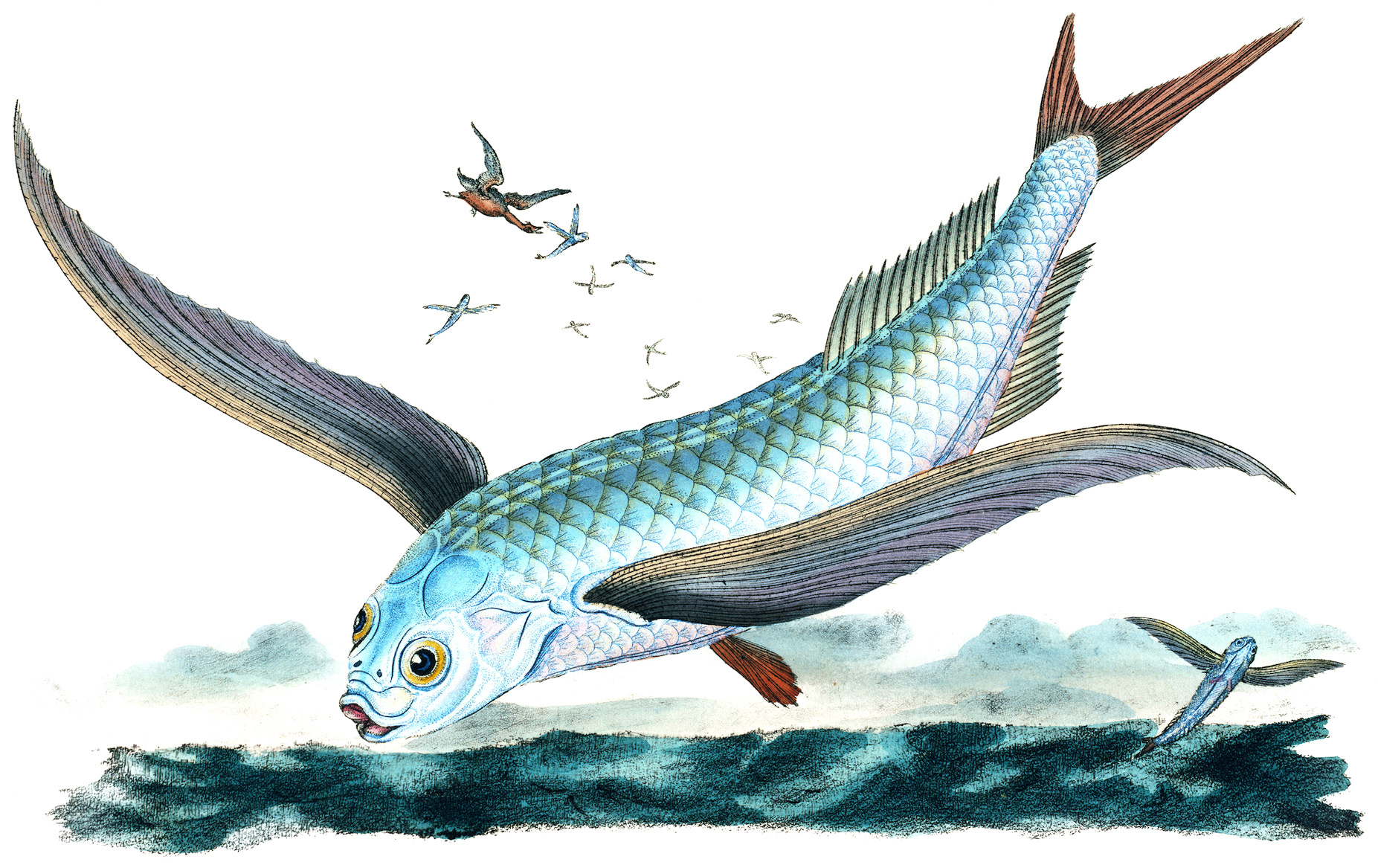Classic flying-fish illustration from The Natural History of British Fishes (1802) by Edward Donovan