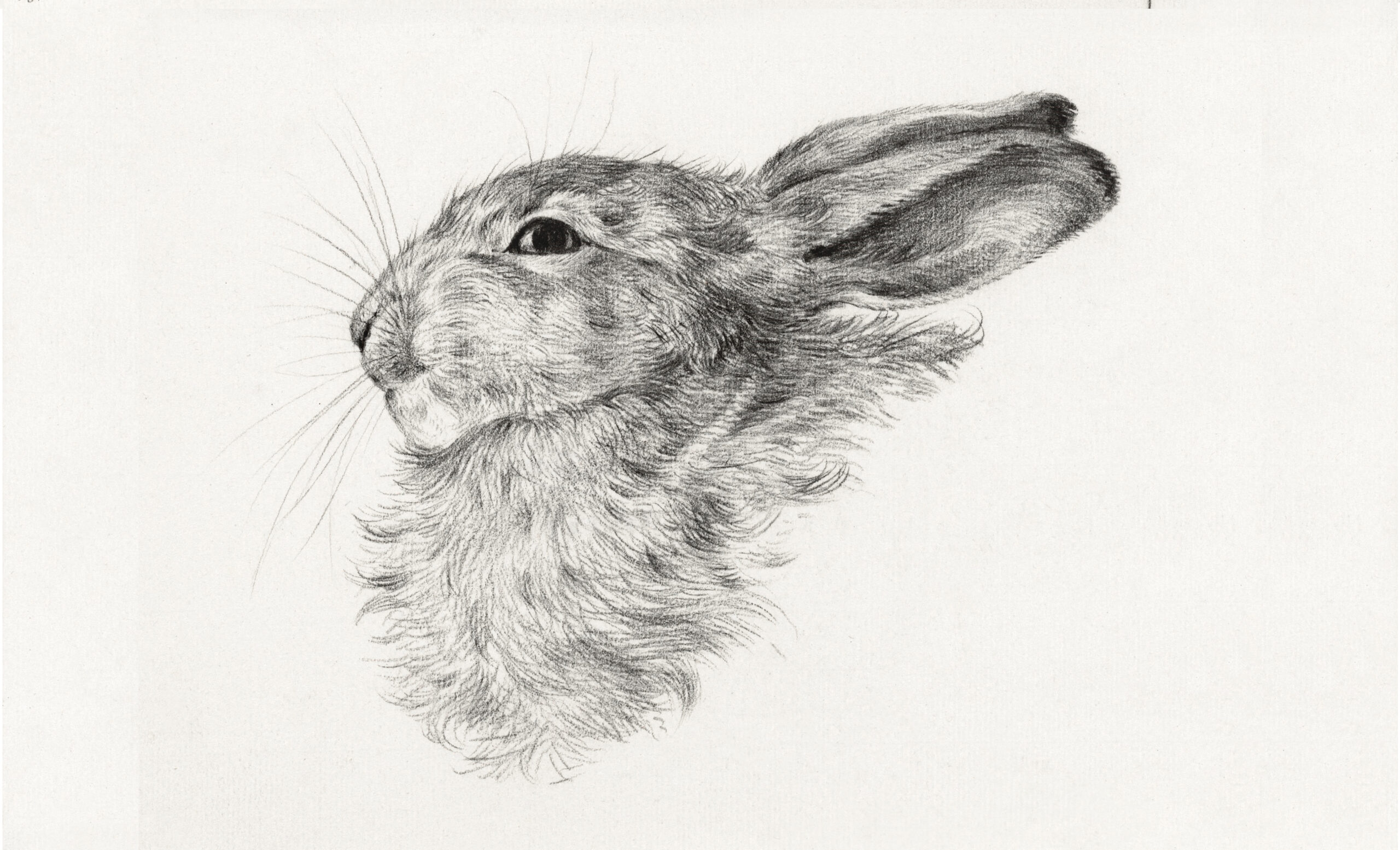 Head of a rabbit (1821) drawing in high resolution by Jean Bernard. Original from the Rijksmuseum. Digitally enhanced by rawpixel.