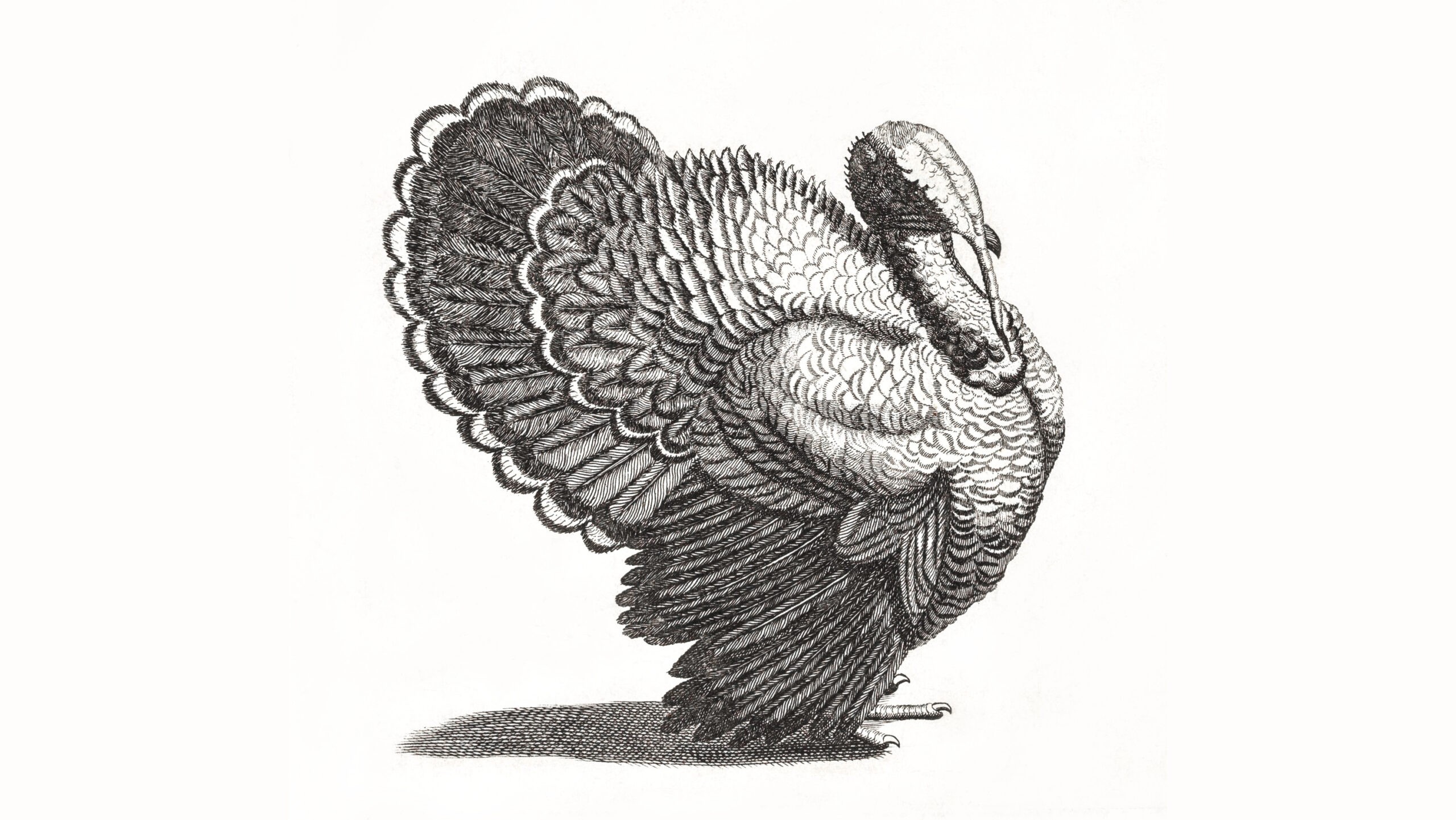 A Turkey by Johan Teyler (1648-1709). Original from The Rijksmuseum. Digitally enhanced by rawpixel.